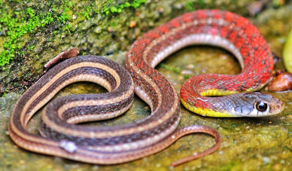 A red, yellow, and black snake featuring a prominent red stripe along its back.