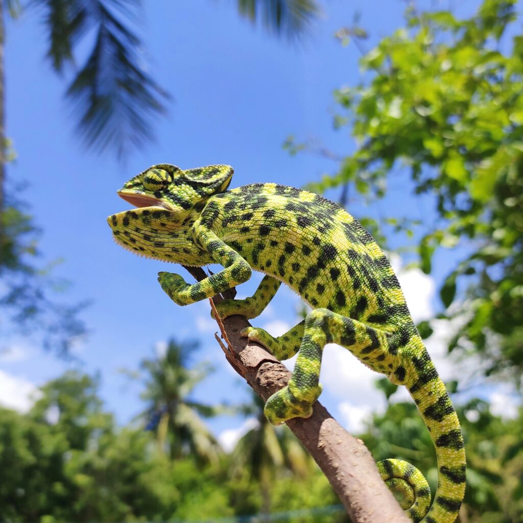 A vibrant chameleon perched on a branch against a clear blue sky, showcasing its colorful skin and natural habitat.