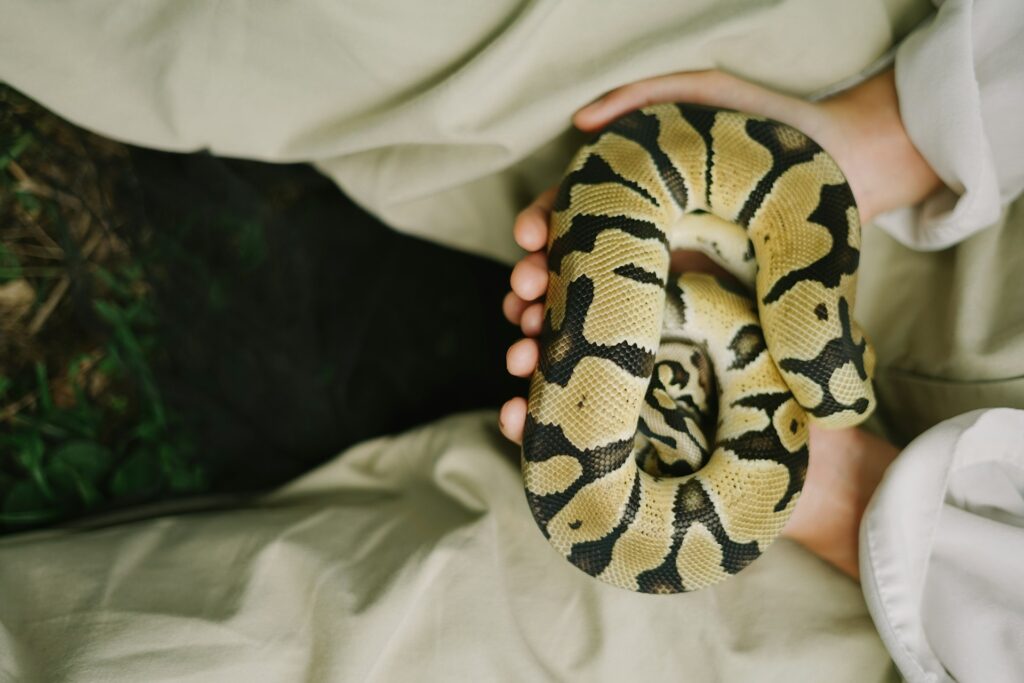 A person gently cradles a snake in their hands, showcasing a close interaction with the reptile.