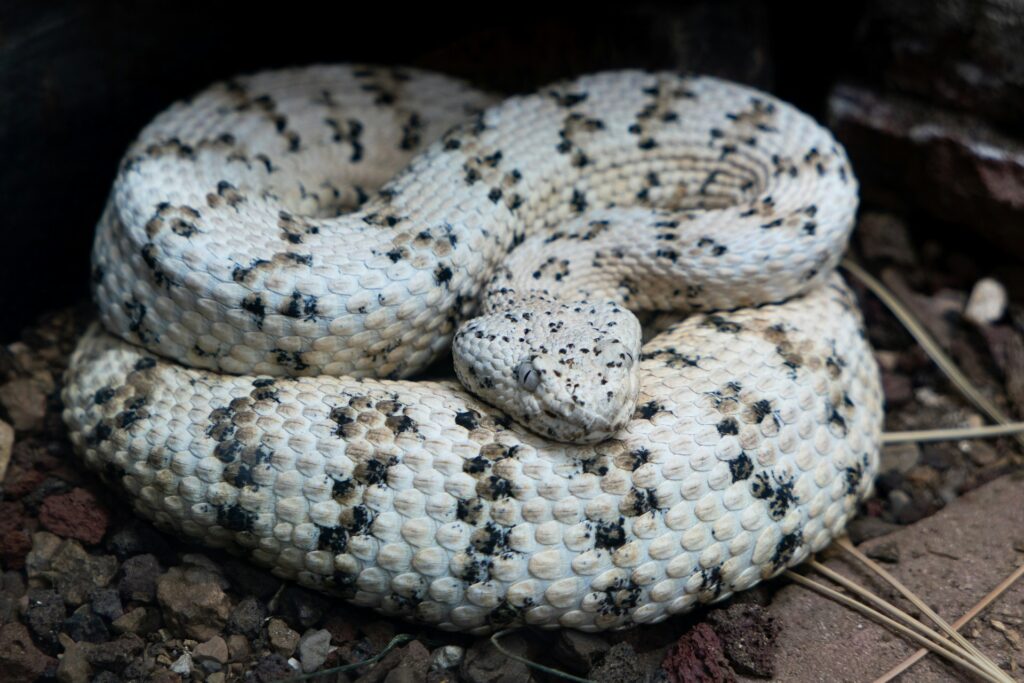 A curled white and black snake resting on the ground, showcasing its distinctive pattern and texture.