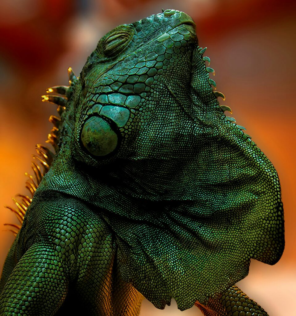 A green iguana displaying prominent spikes on its head, showcasing its unique features and vibrant coloration.