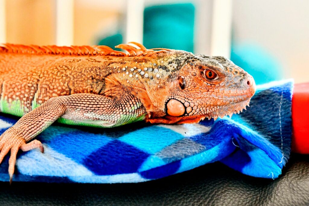 An orange and black lizard rests on a blue and white blanket, showcasing its vibrant colors against the soft fabric.