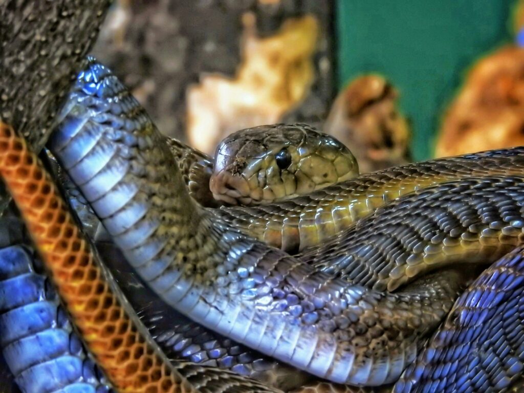 A snake coiled on a branch, blending with the leaves, showcasing its vibrant scales in a natural setting.