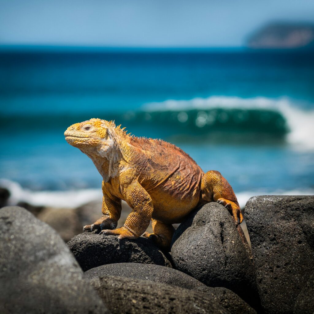 An orange iguana rests on a rock, overlooking the ocean waves in a sunny coastal setting.