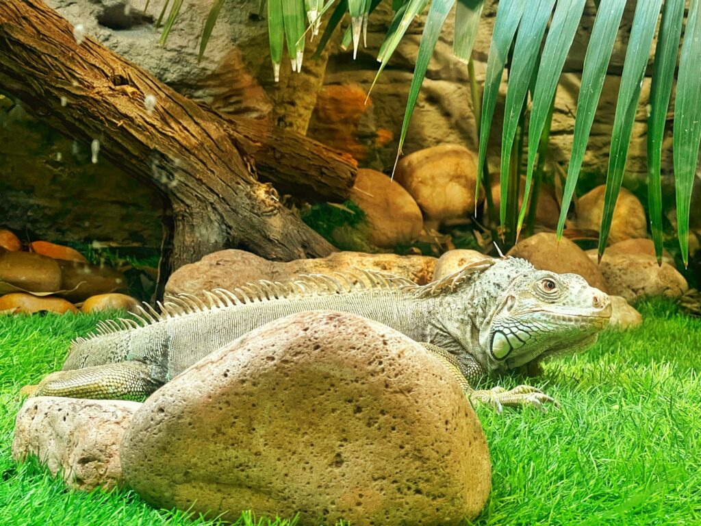 A vibrant iguana resting on a rock surrounded by a grassy landscape, enjoying the warm sunlight.