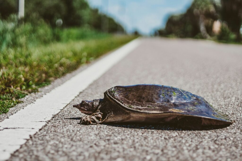 A turtle slowly crosses a road, showcasing its textured shell against the asphalt backdrop.