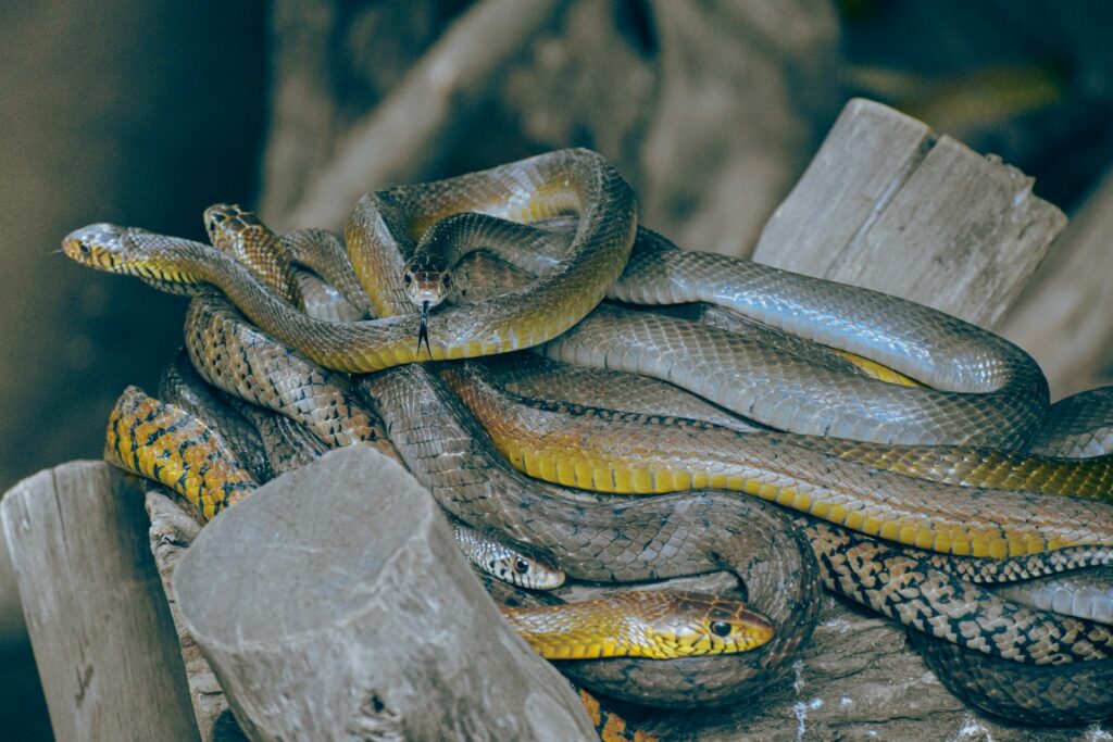 A group of snakes resting on a log, showcasing their varied colors and patterns in a natural setting.