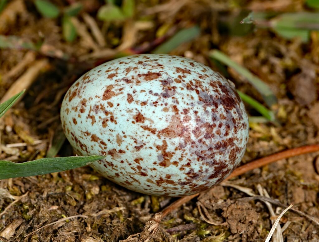 A speckled egg resting on the ground, blending with the natural earth tones around it.