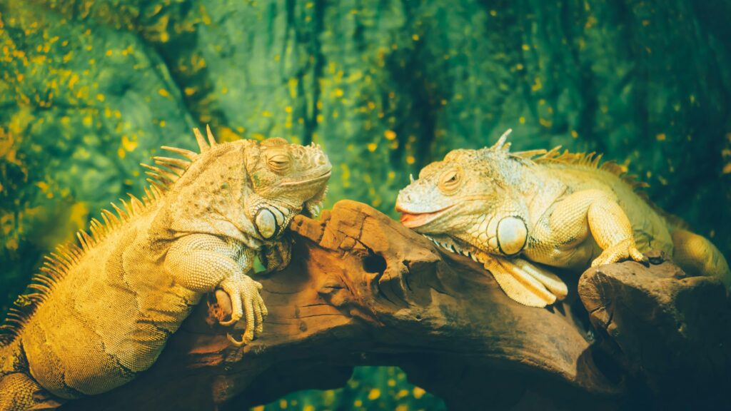 Two iguanas perched on a branch, basking in the sun with vibrant green scales and alert expressions.