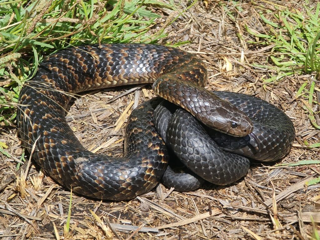 A curled black and brown snake resting on the ground, showcasing its intricate patterns and colors.