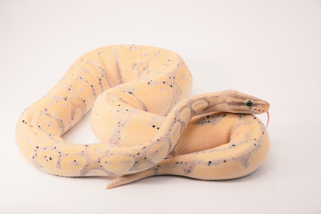 A vibrant yellow ball python coiled gracefully against a clean white background, showcasing its smooth scales and striking color.
