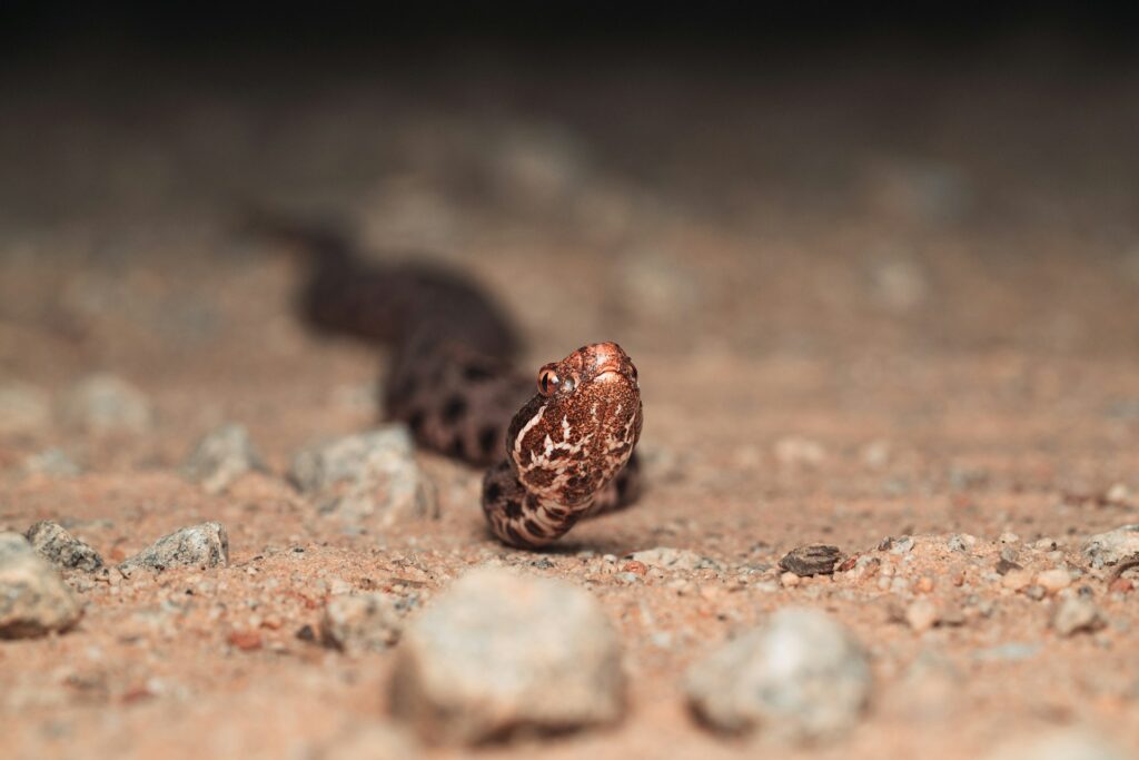 A snake slithers across the ground in a dimly lit environment, blending into the shadows of the night.