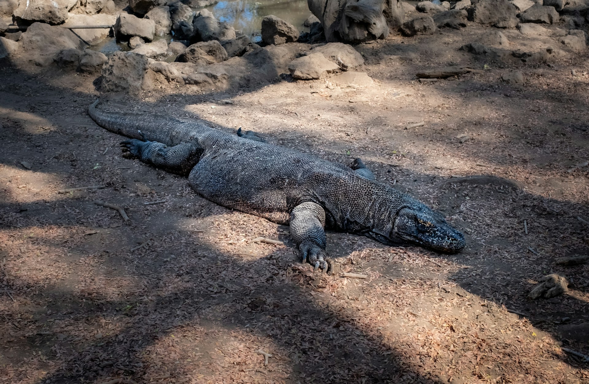 The Largest Lizard Ever Recorded A True Giant – Reptilekingz