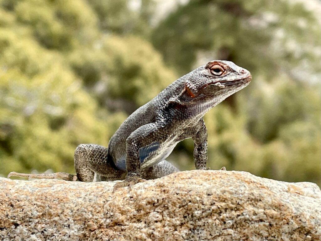 A lizard perched on a rock amidst lush greenery in a serene forest setting.