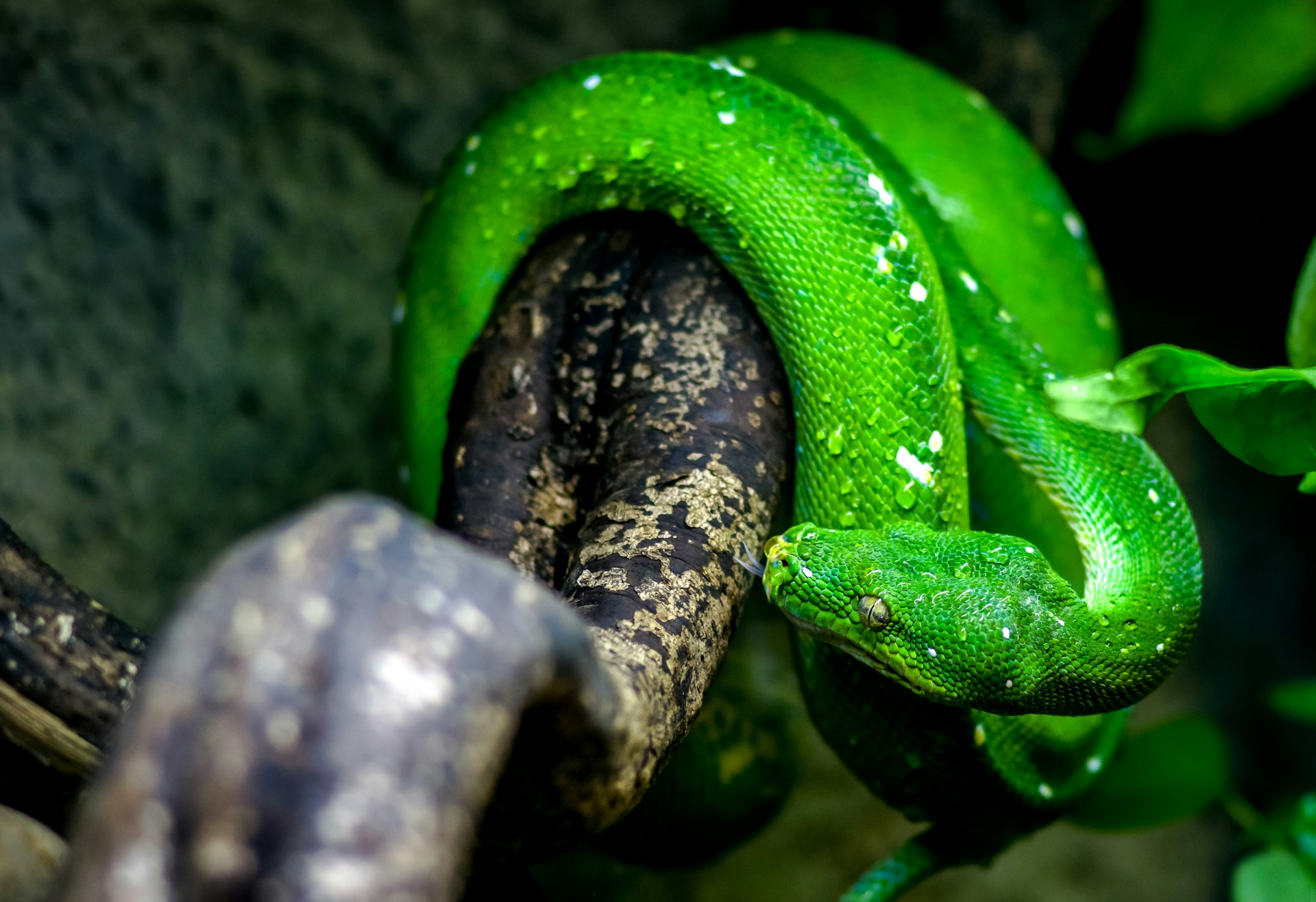 What Do Non Venomous Snakes Eat in the Wild vs. Captivity