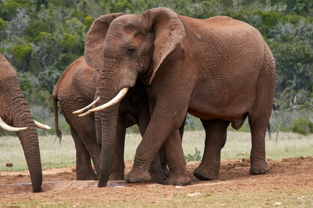A pair of elephants positioned closely together, highlighting their majestic size and gentle demeanor in the wild.