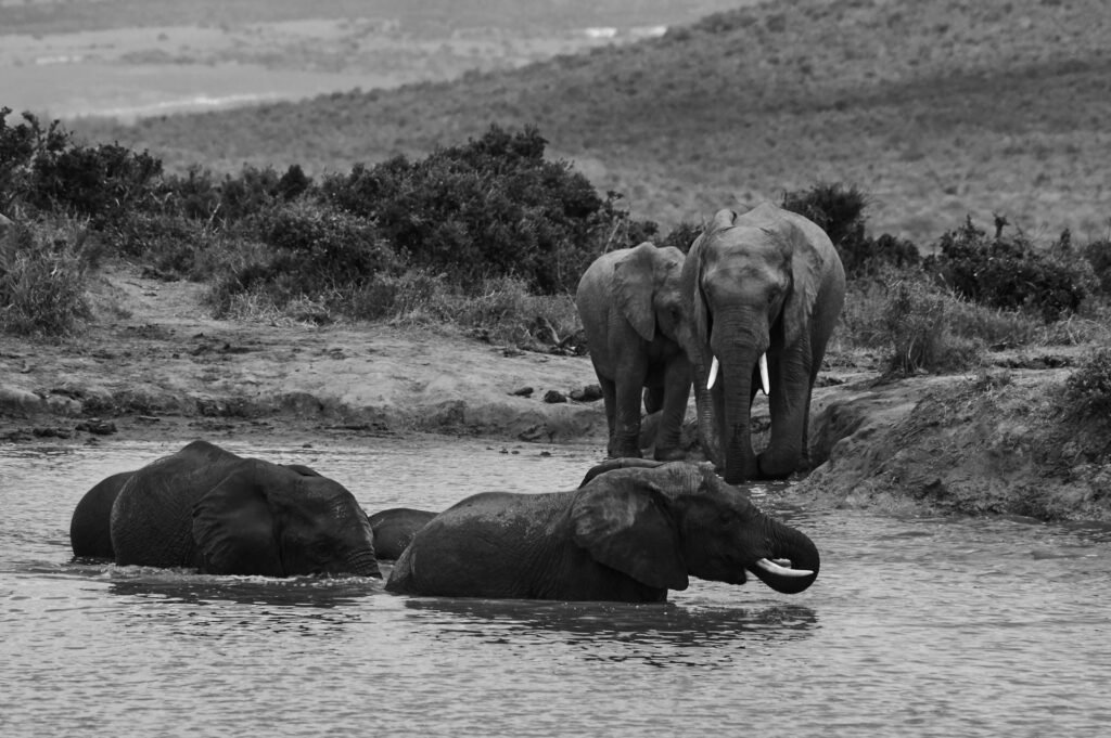 Monochrome image of elephants splashing in water, highlighting their size and grace in a serene environment.
