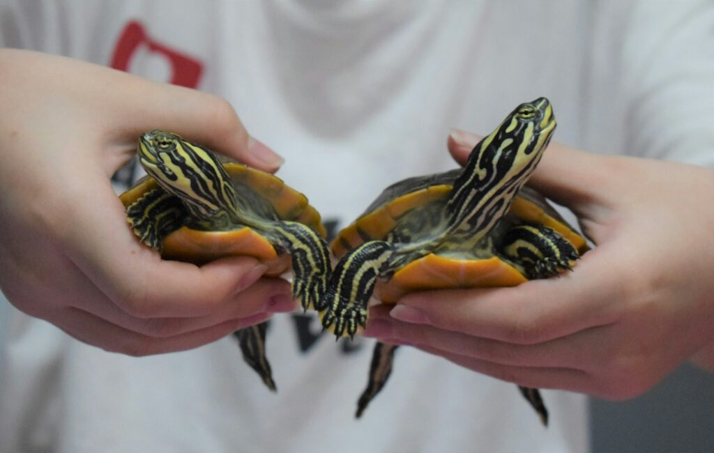 Two turtles are cradled in a person's hands, highlighting their textured shells and serene expressions.