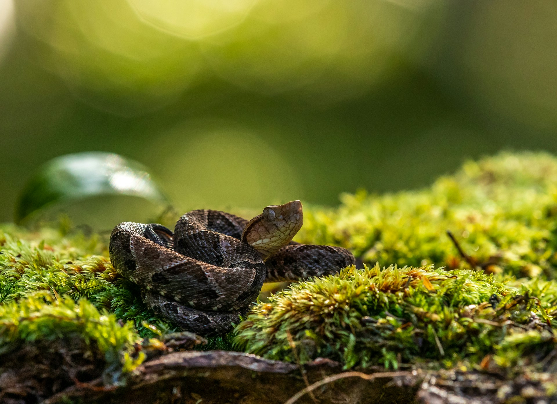 A snake rests on vibrant green moss, blending into its natural habitat with a calm and poised demeanor.